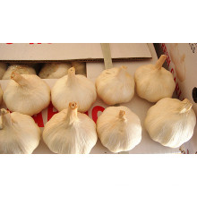 China Shandong Fresh Normal White Garlic